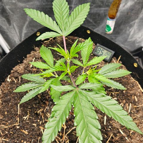 Amnesia Haze growlog timeline photo