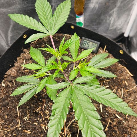 Amnesia Haze growlog timeline photo