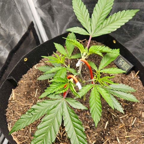 Amnesia Haze growlog timeline photo