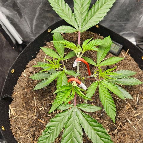 Amnesia Haze growlog timeline photo