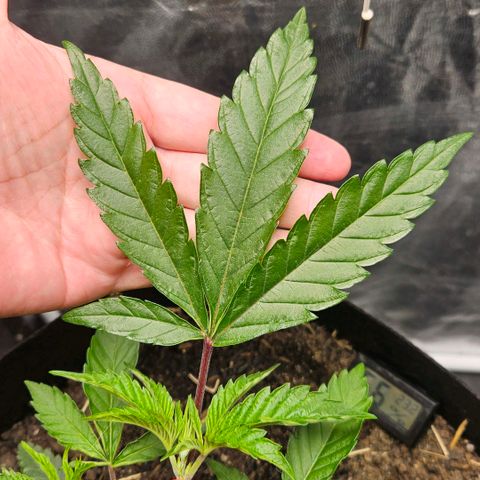 Amnesia Haze growlog timeline photo