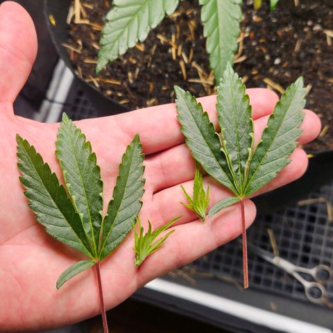 Amnesia Haze growlog timeline photo
