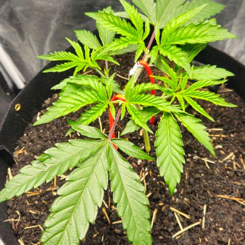 Amnesia Haze growlog timeline photo