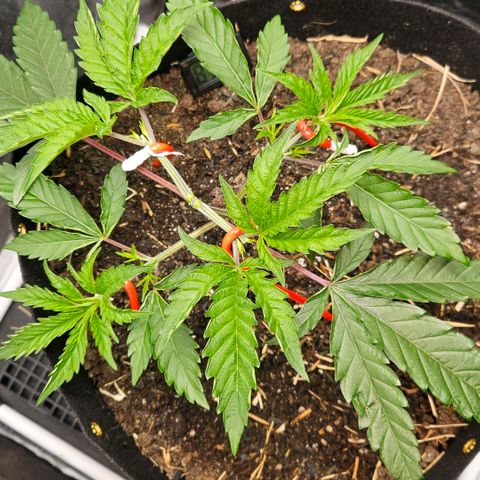 Amnesia Haze growlog timeline photo