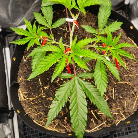 Amnesia Haze growlog timeline photo