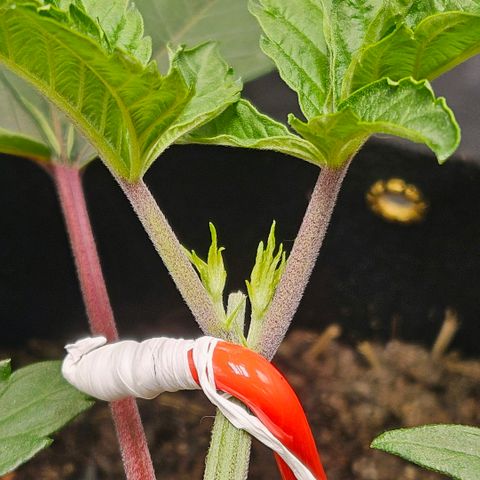 Amnesia Haze growlog timeline photo