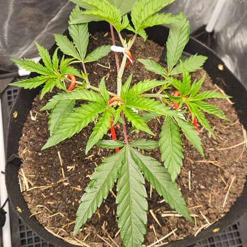 Amnesia Haze growlog timeline photo