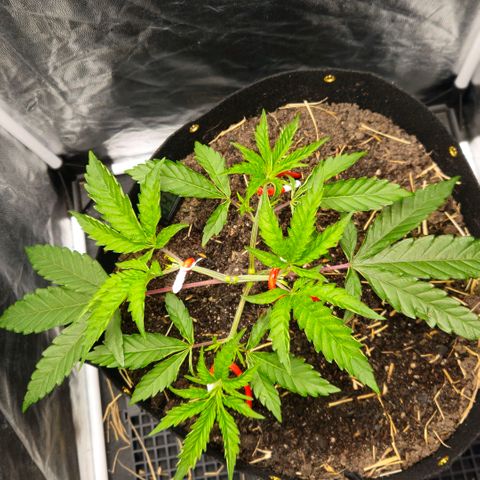 Amnesia Haze growlog timeline photo