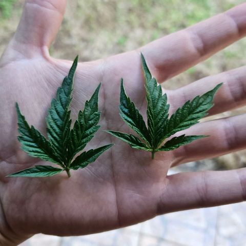 Amnesia Haze growlog timeline photo