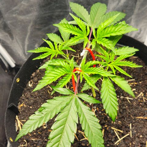 Amnesia Haze growlog timeline photo