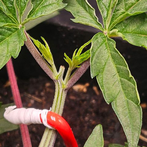 Amnesia Haze growlog timeline photo
