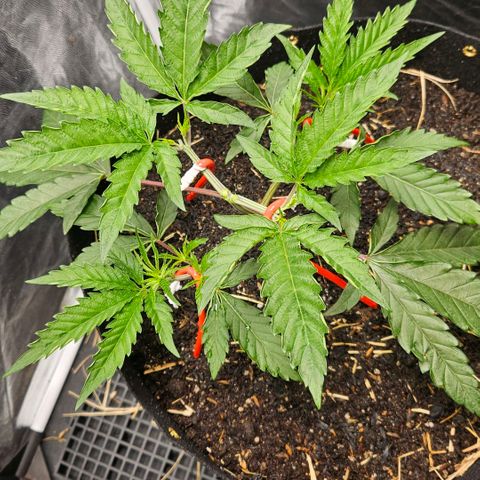 Amnesia Haze growlog timeline photo