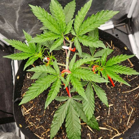 Amnesia Haze growlog timeline photo