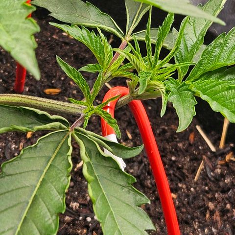 Amnesia Haze growlog timeline photo