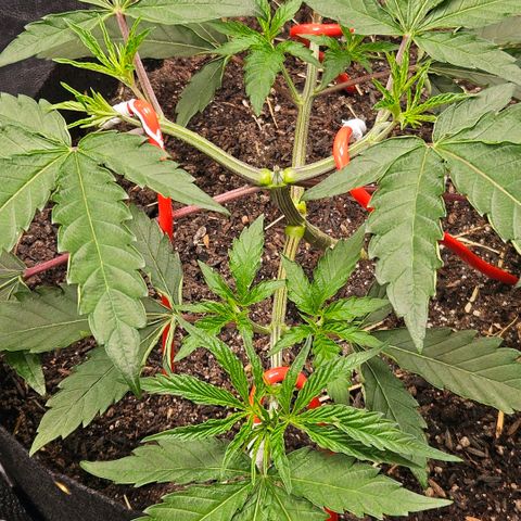 Amnesia Haze growlog timeline photo