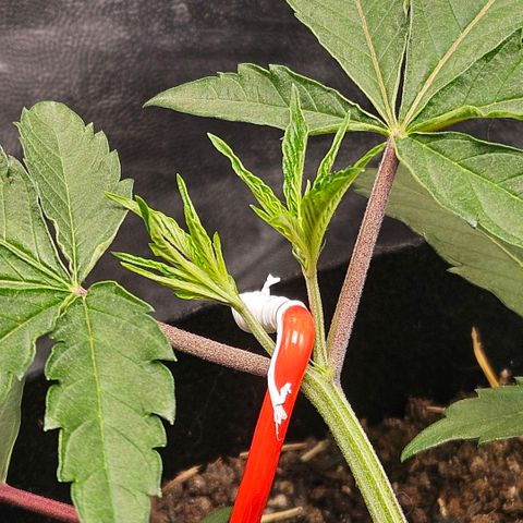 Amnesia Haze growlog timeline photo
