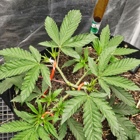 Amnesia Haze growlog timeline photo