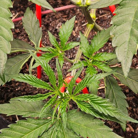 Amnesia Haze growlog timeline photo
