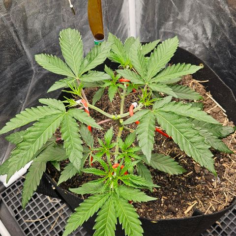 Amnesia Haze growlog timeline photo