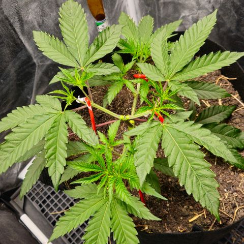 Amnesia Haze growlog timeline photo