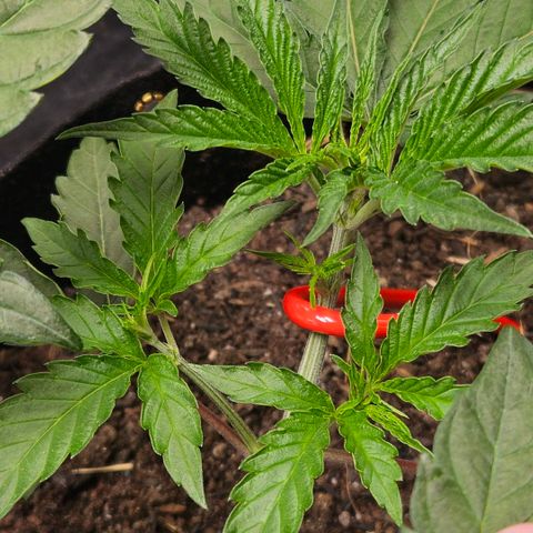 Amnesia Haze growlog timeline photo
