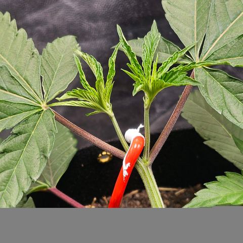 Amnesia Haze growlog timeline photo