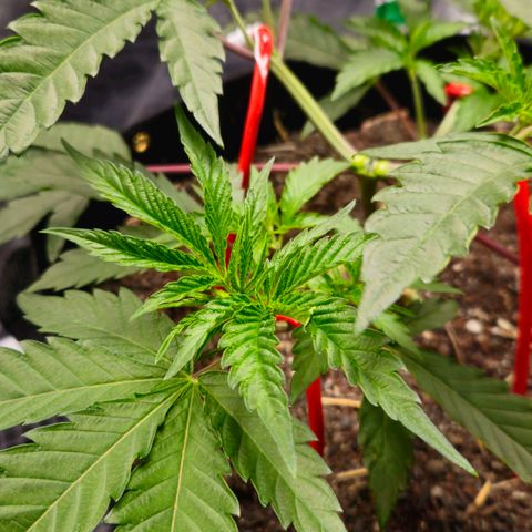 Amnesia Haze growlog timeline photo