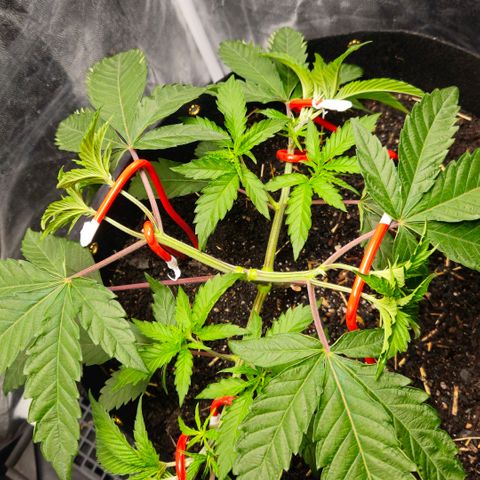 Amnesia Haze growlog timeline photo