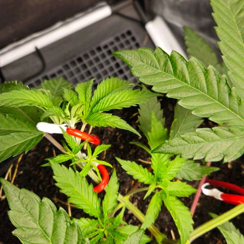 Amnesia Haze growlog timeline photo