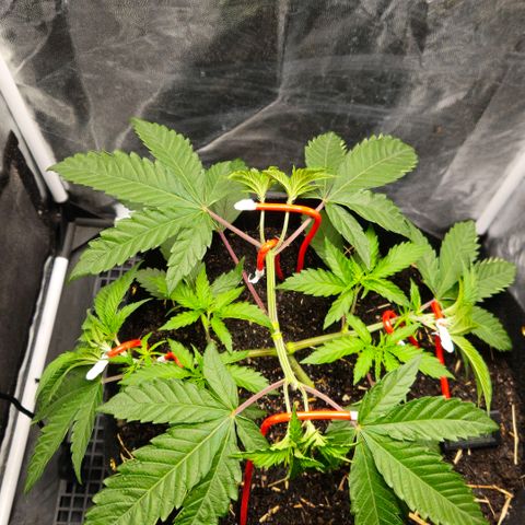 Amnesia Haze growlog timeline photo