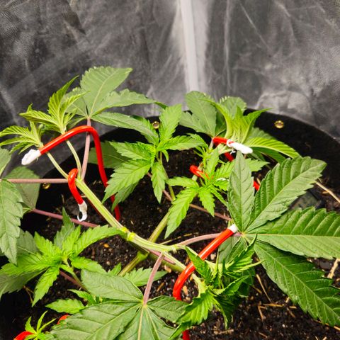 Amnesia Haze growlog timeline photo