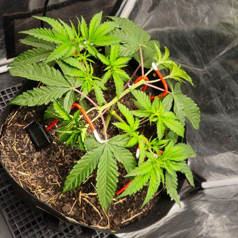 Amnesia Haze growlog timeline photo