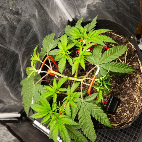 Amnesia Haze growlog timeline photo