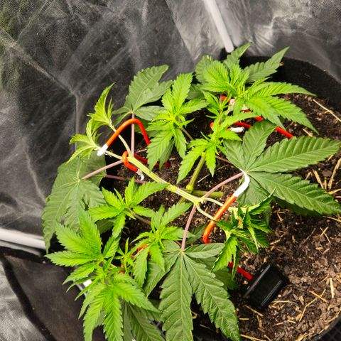 Amnesia Haze growlog timeline photo