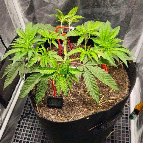 Amnesia Haze growlog timeline photo