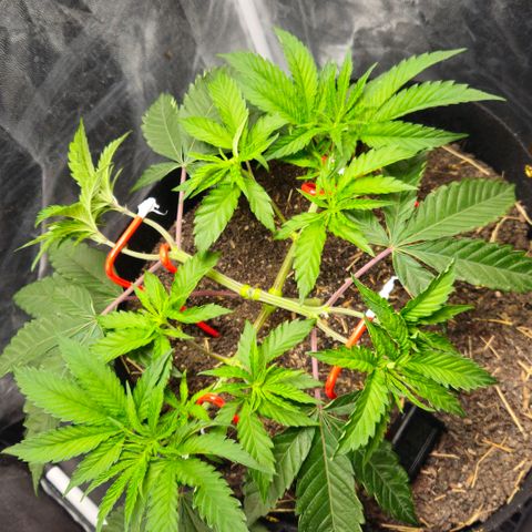 Amnesia Haze growlog timeline photo