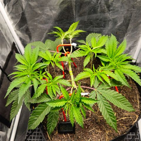 Amnesia Haze growlog timeline photo