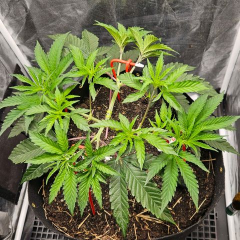 Amnesia Haze growlog timeline photo