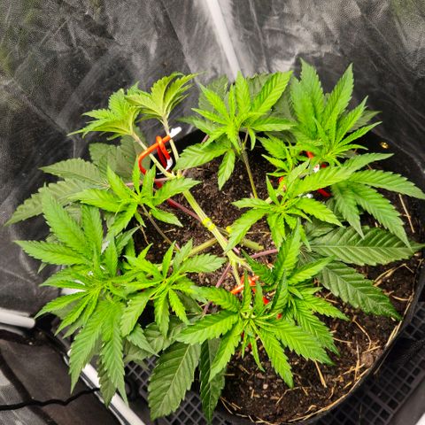 Amnesia Haze growlog timeline photo