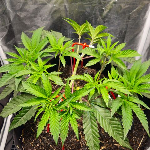 Amnesia Haze growlog timeline photo