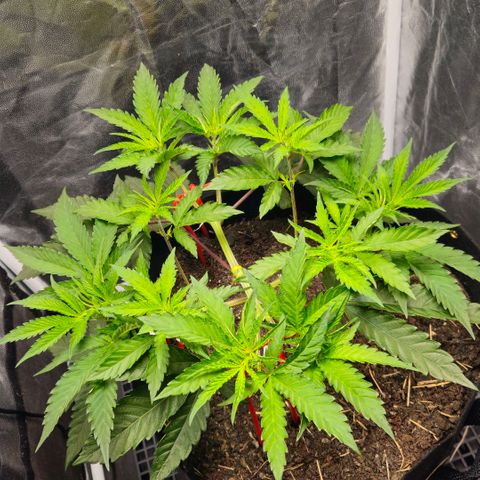 Amnesia Haze growlog timeline photo