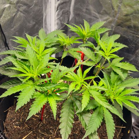 Amnesia Haze growlog timeline photo