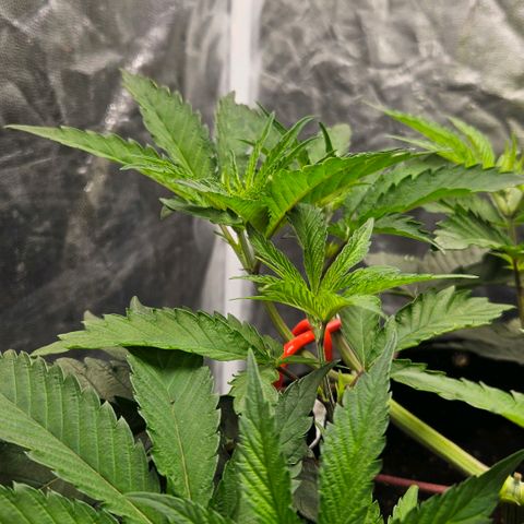 Amnesia Haze growlog timeline photo
