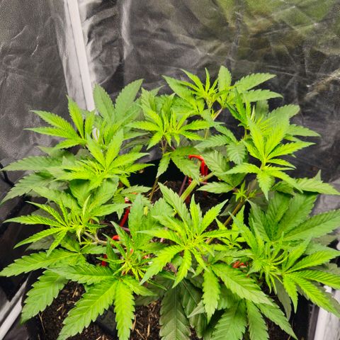 Amnesia Haze growlog timeline photo