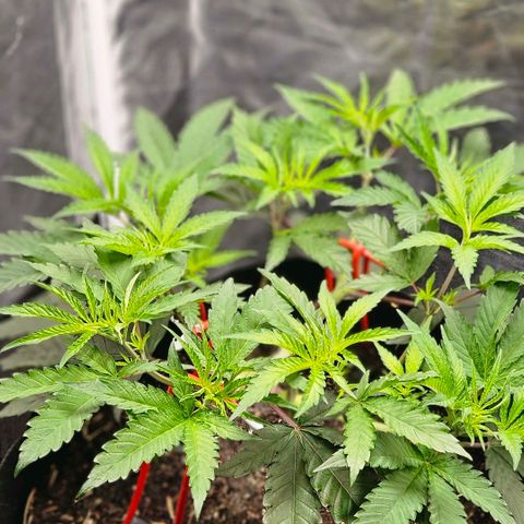 Amnesia Haze growlog timeline photo