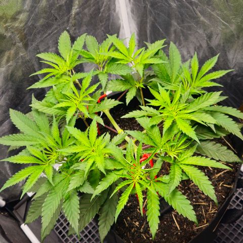 Amnesia Haze growlog timeline photo