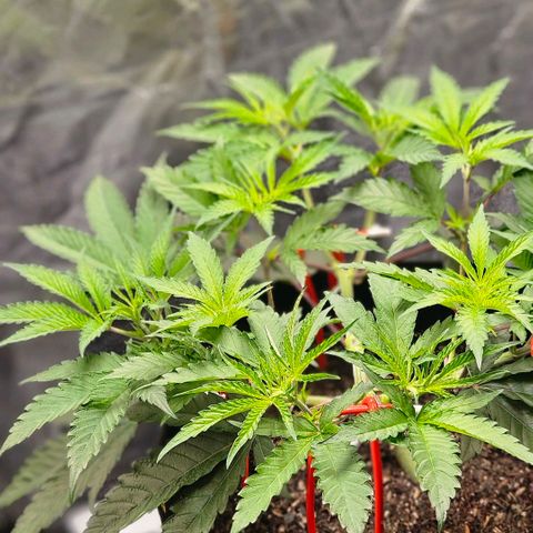 Amnesia Haze growlog timeline photo