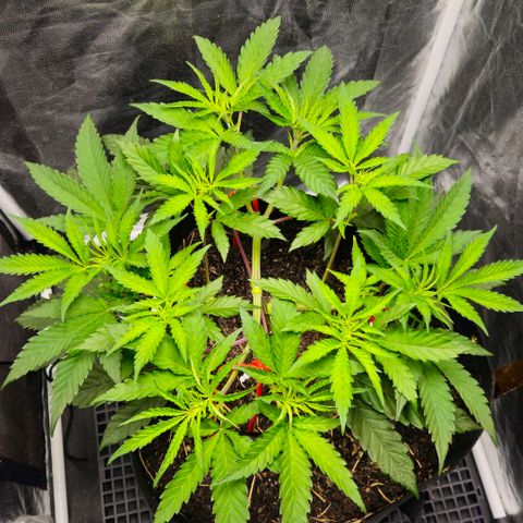 Amnesia Haze growlog timeline photo