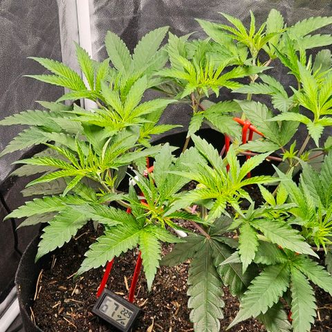 Amnesia Haze growlog timeline photo