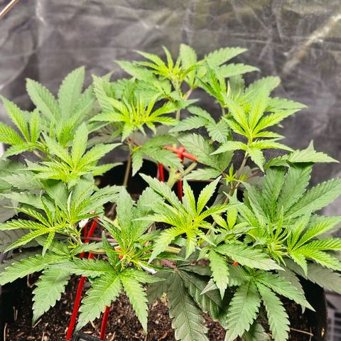 Amnesia Haze growlog timeline photo